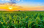 Morning sunrise over cornfield